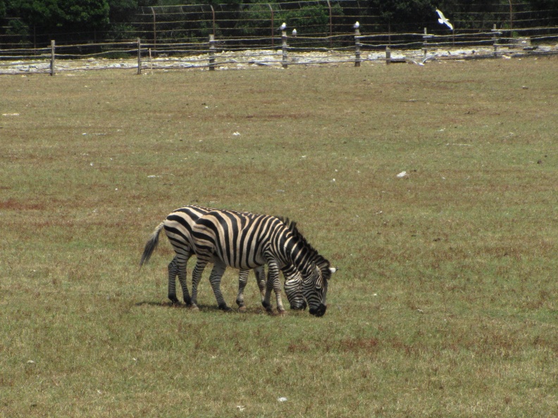 IMG_9585_Veliki Brijun-safari park (zoološki vrt).jpg