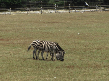 IMG 9585 Veliki Brijun-safari park (zoološki vrt)