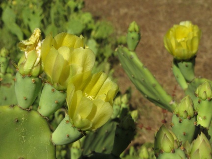 IMG 9672 Veliki Brijun-kaktusi