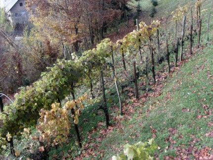 IMG 1403 Vinograd na Šmarjetni gori