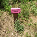 IMG 4112 Jeperjek-pri zeliščarki Mili Majcen-drobnocvetni vrbovec