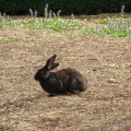 IMG 9149 Valsanzibio-park pri vili Barbarigo-zajček na zajčnem otoku