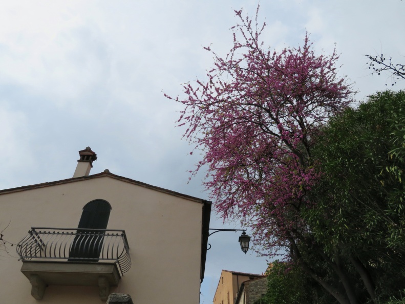 IMG 9184 Arqua Petrarca-judeževo drevo