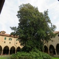 IMG 9260 Padova-bazilika sv. Antona Padovanskega-magnolija