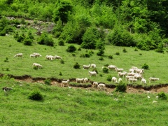 IMG 0442 Ovce v dolini Belščice