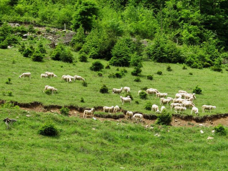 IMG_0442_Ovce v dolini Belščice.JPG