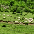 IMG 0442 Ovce v dolini Belščice