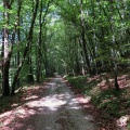 IMG 1287 Gozdna pot iz Kaplje vasi proti Škovcu