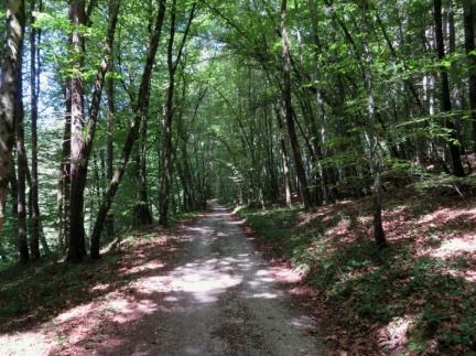 IMG 1287 Gozdna pot iz Kaplje vasi proti Škovcu