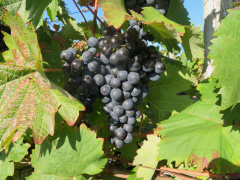 IMG 0403 Grozdje refošk (teranovka) za vino teran