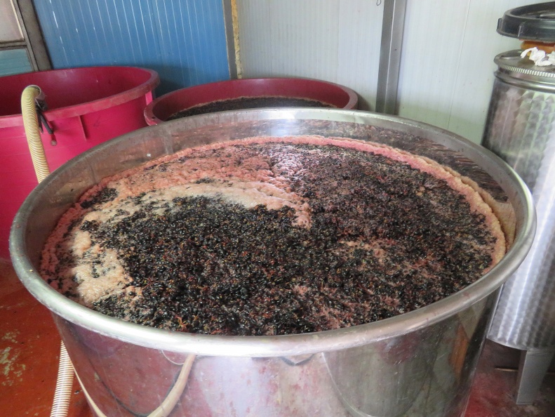 IMG_0476_Križ-fermentacija grozdja pred prešanjem.JPG