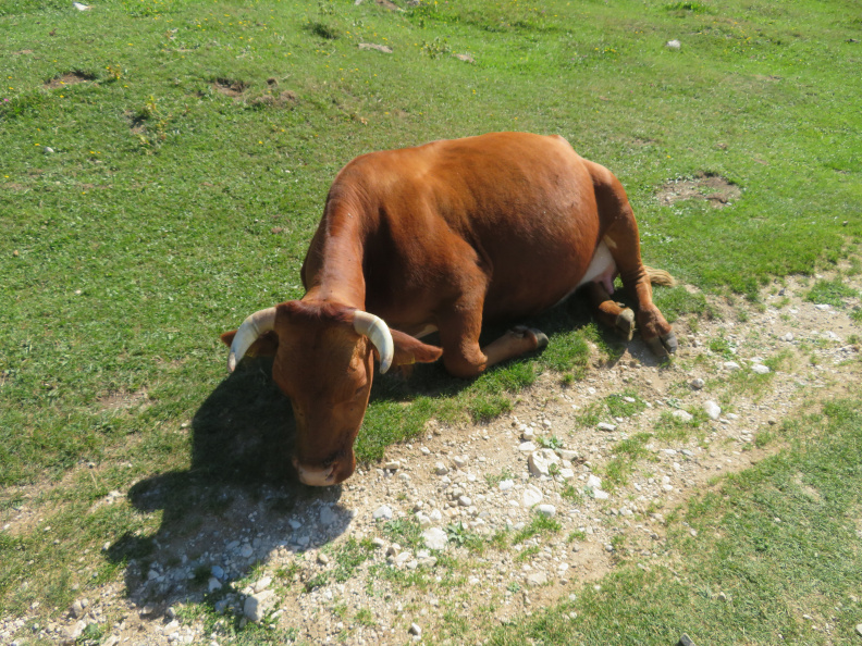 IMG_7711_Zajamniki-utrujena krava.JPG