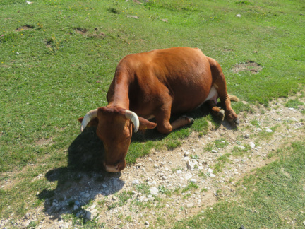 IMG 7711 Zajamniki-utrujena krava