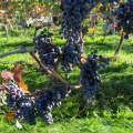 IMG 8521 Filipčje Brdo-grozdje refošk za kraški teran