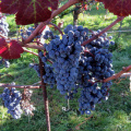 IMG 8532 Filipčje Brdo-grozdje refošk za kraški teran