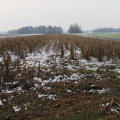 IMG 9799 Zimsko koruzno polje med Žerjavko in Voklim
