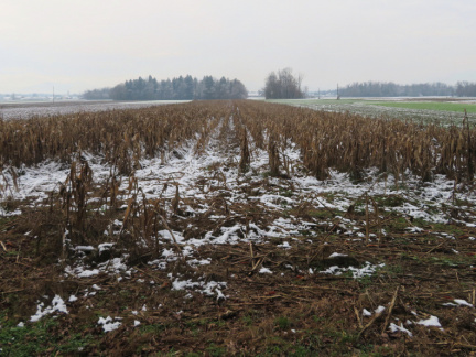 IMG 9799 Zimsko koruzno polje med Žerjavko in Voklim